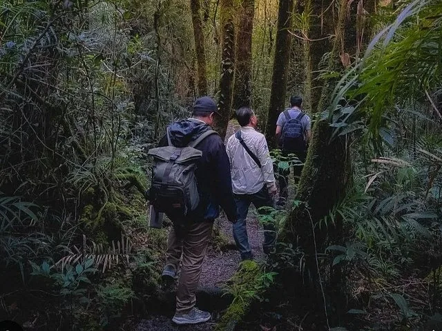 Group of hikers walking along a narrow trail through a dense forest