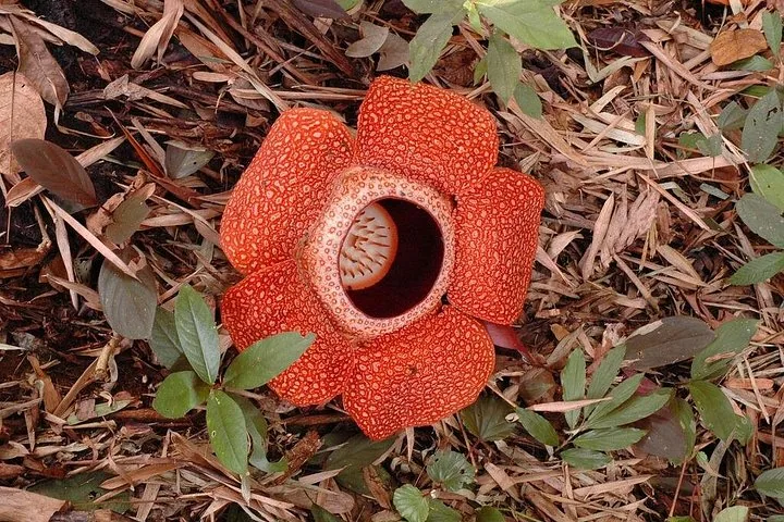 Large red Rafflesia flower blooming on the forest floor surrounded by dry leaves