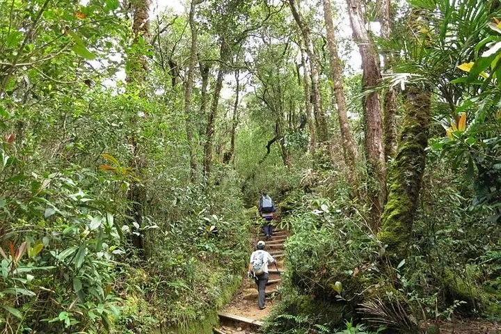 Hikers walking up a stepped trail through a dense, mossy forest environment